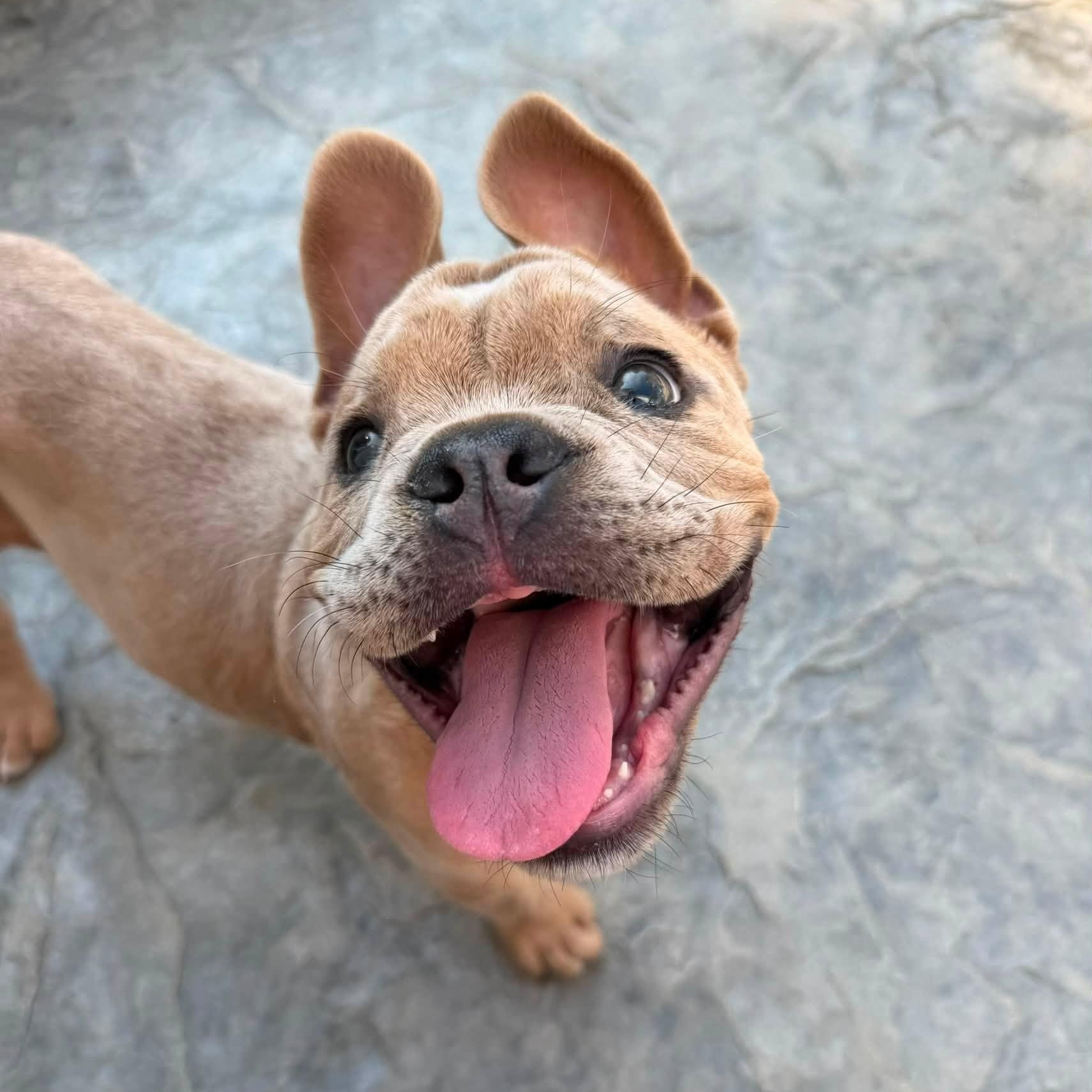 Enlarge Miracle Whip aka Whippy, a Adoptable mixed breed in Grafton, OH image 3/3