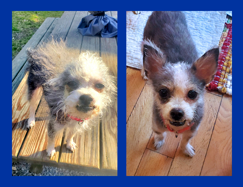 Goldie, Adopted, Adult Female Poodle & Chihuahua.