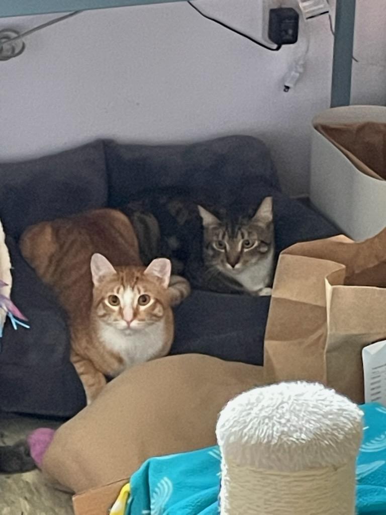 Enlarge Salty and/or Dr. Pepper, a ADOPTABLE Domestic Short Hair in Gig Harbor, WA image 1/4