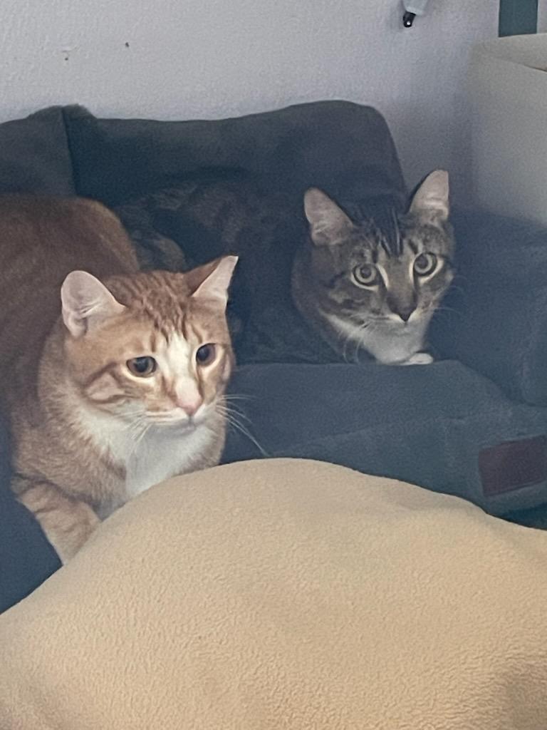 Enlarge Salty and/or Dr. Pepper, a ADOPTABLE Domestic Short Hair in Gig Harbor, WA image 4/4