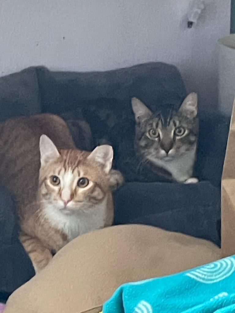 Enlarge Salty and/or Dr. Pepper, a ADOPTABLE Domestic Short Hair in Gig Harbor, WA image 2/4