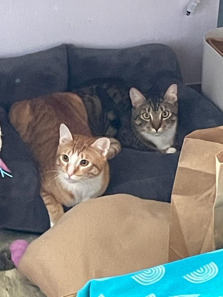 Enlarge Salty and/or Dr. Pepper, a ADOPTABLE Domestic Short Hair in Gig Harbor, WA image 3/4