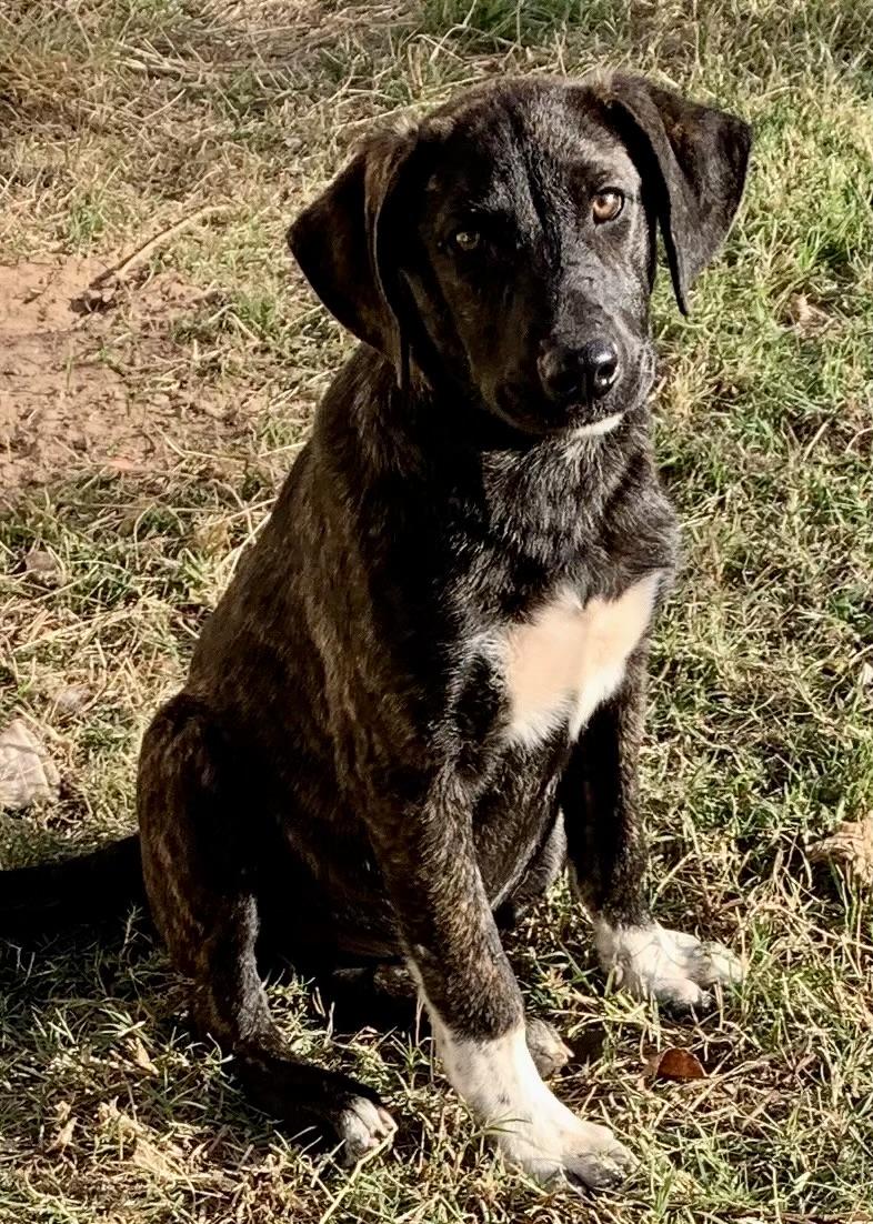 Enlarge Skylar * WOK, a ADOPTABLE mixed breed in Albert Lea, MN image 1/1