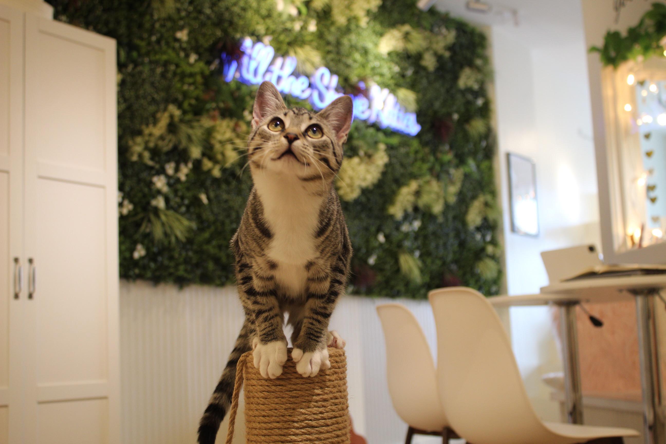 Maylee, a ADOPTABLE Domestic Short Hair in Old Saybrook, CT image 4/5