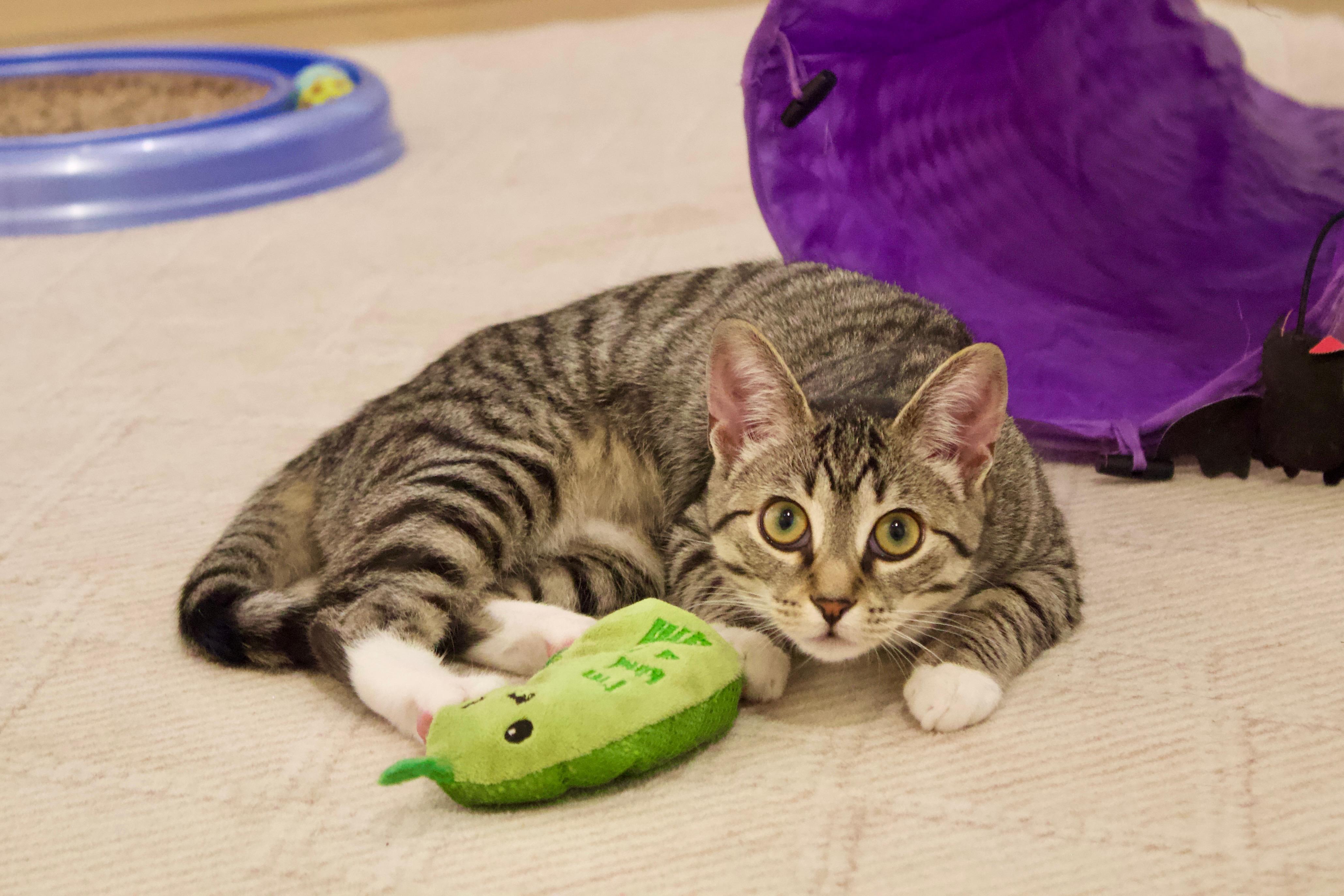 Maylee, ADOPTABLE, Young Female Domestic Short Hair.