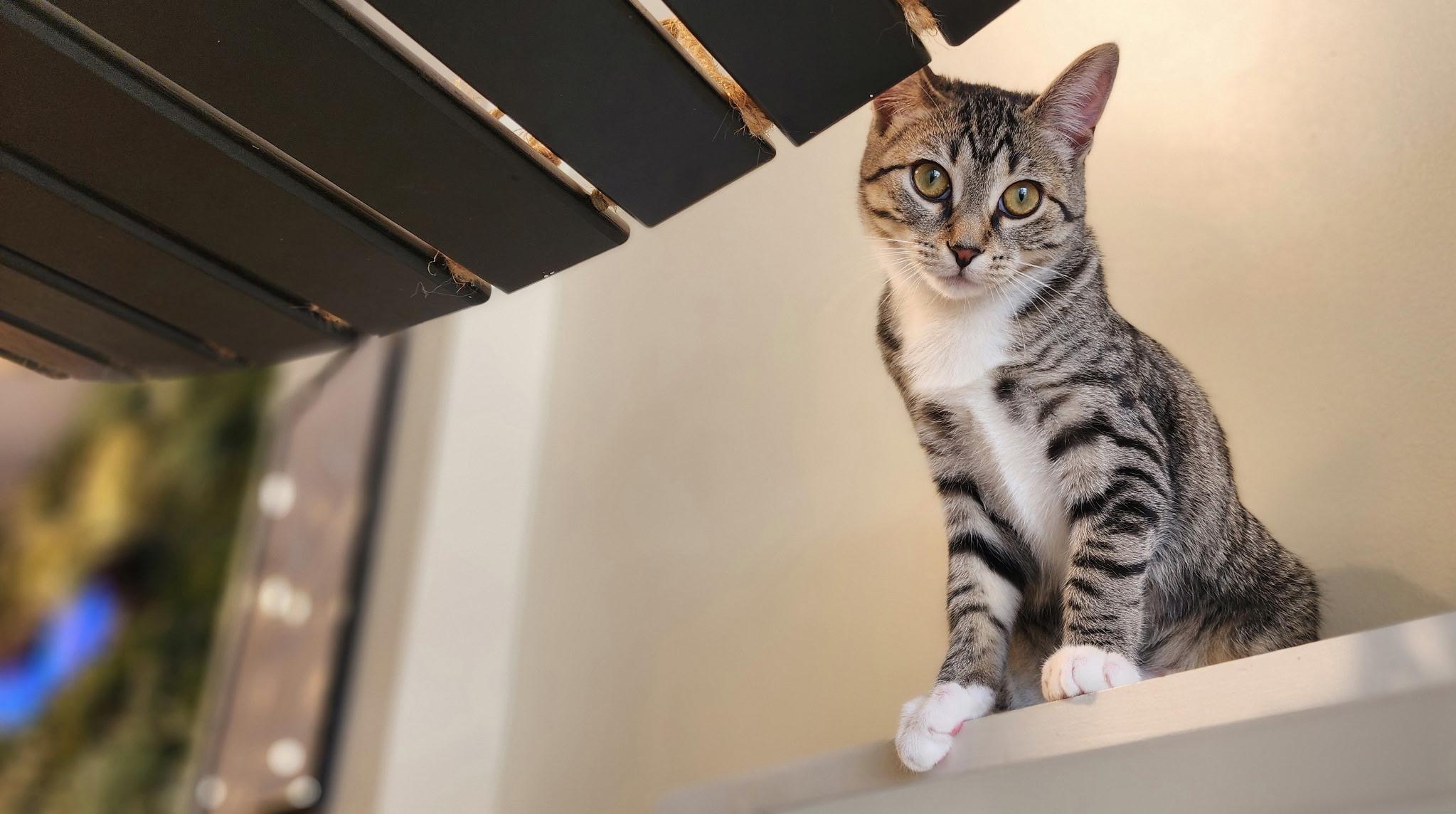Maylee, a ADOPTABLE Domestic Short Hair in Old Saybrook, CT image 2/5