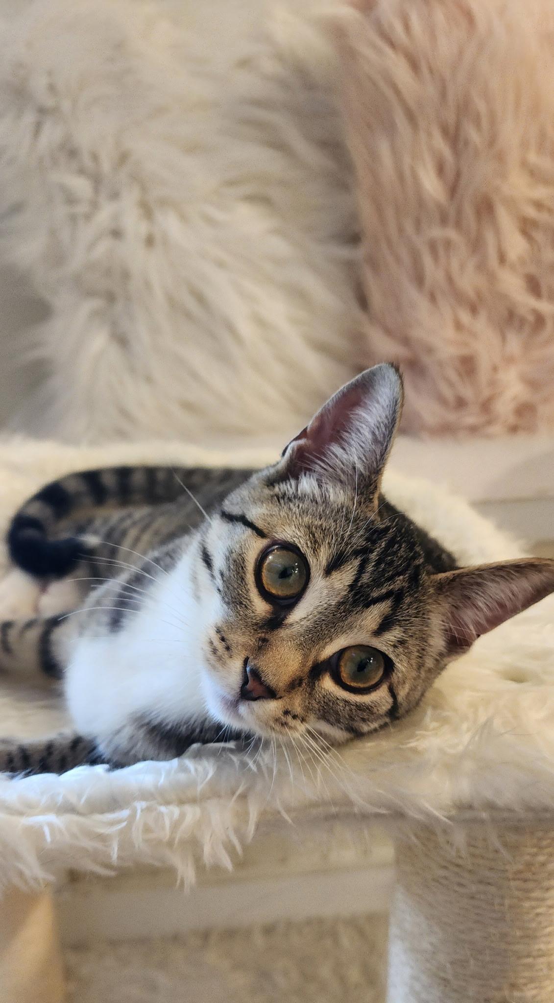 Maylee, a ADOPTABLE Domestic Short Hair in Old Saybrook, CT image 5/5