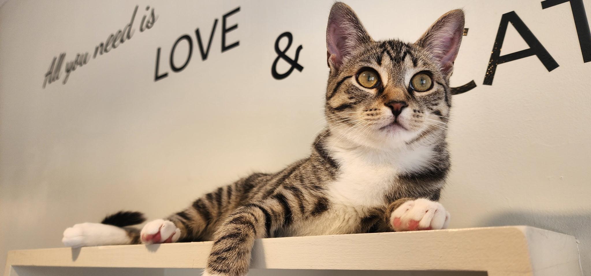 Maylee, a ADOPTABLE Domestic Short Hair in Old Saybrook, CT image 3/5