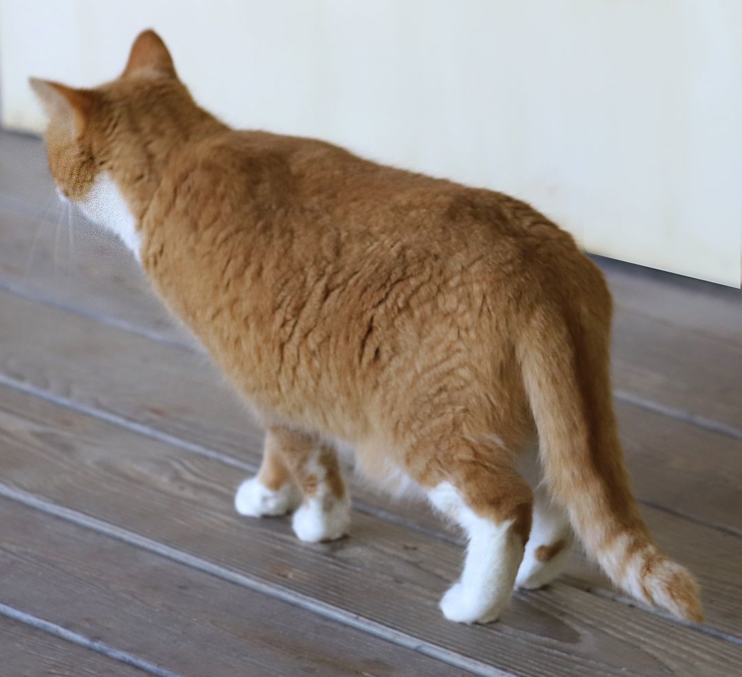 Buttercup photo 3