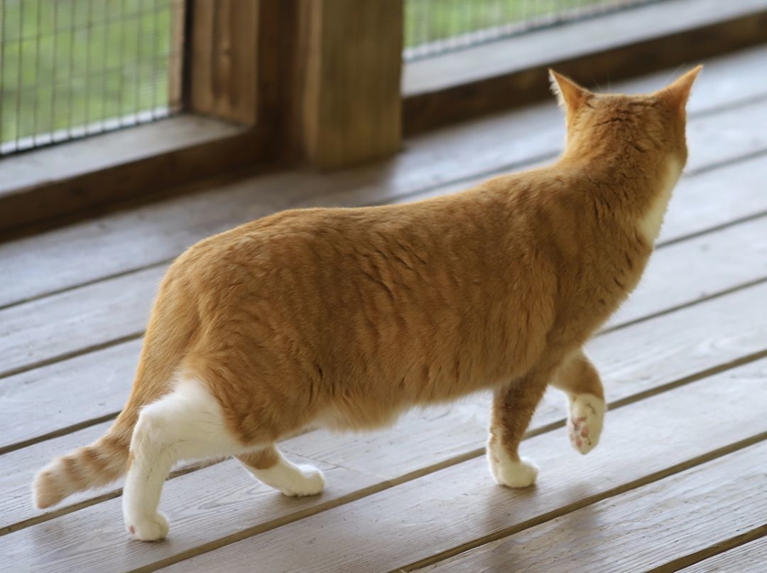 Buttercup photo 4