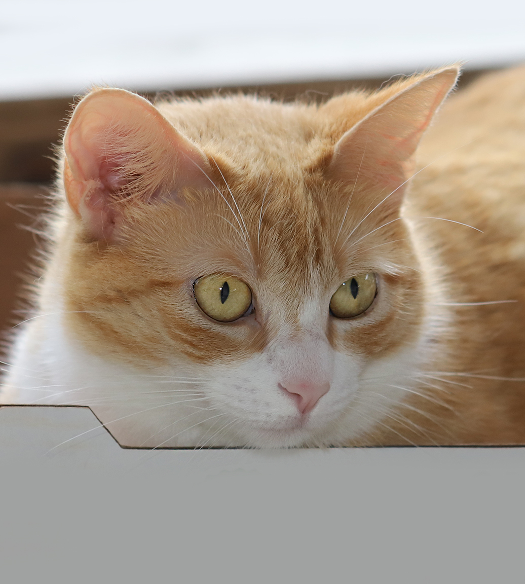 Buttercup photo 2