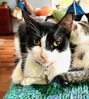 Trolley, Adoptable, Adult Female Domestic Short Hair.