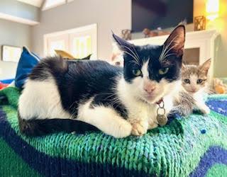 Trolley, a Adoptable Domestic Short Hair in Saugerties, NY image 2/3