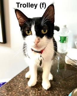 Trolley, a Adoptable Domestic Short Hair in Saugerties, NY image 3/3
