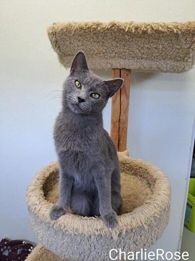 Enlarge Charlie Rose, a Adoptable Domestic Short Hair in Manning, SC image 1/1