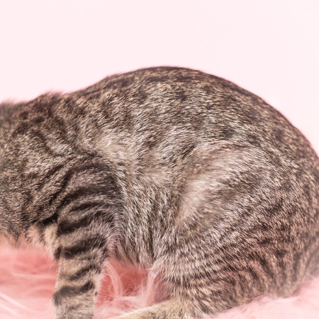 Dove, Adoptable, Kitten Female Domestic Short Hair.
