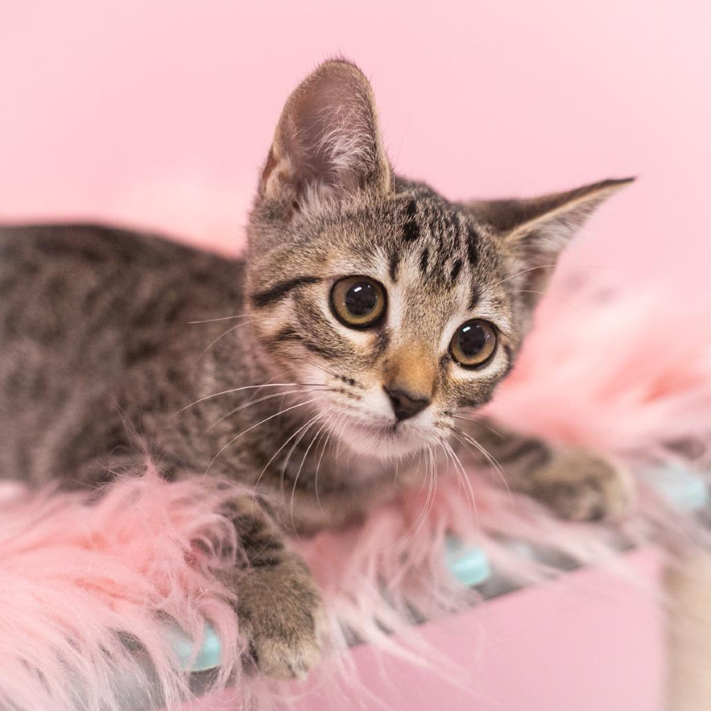Enlarge Dove, a Adoptable Domestic Short Hair in Ponte Vedra, FL image 2/4