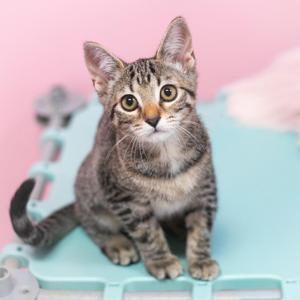 Enlarge Dove, a Adoptable Domestic Short Hair in Ponte Vedra, FL image 4/4