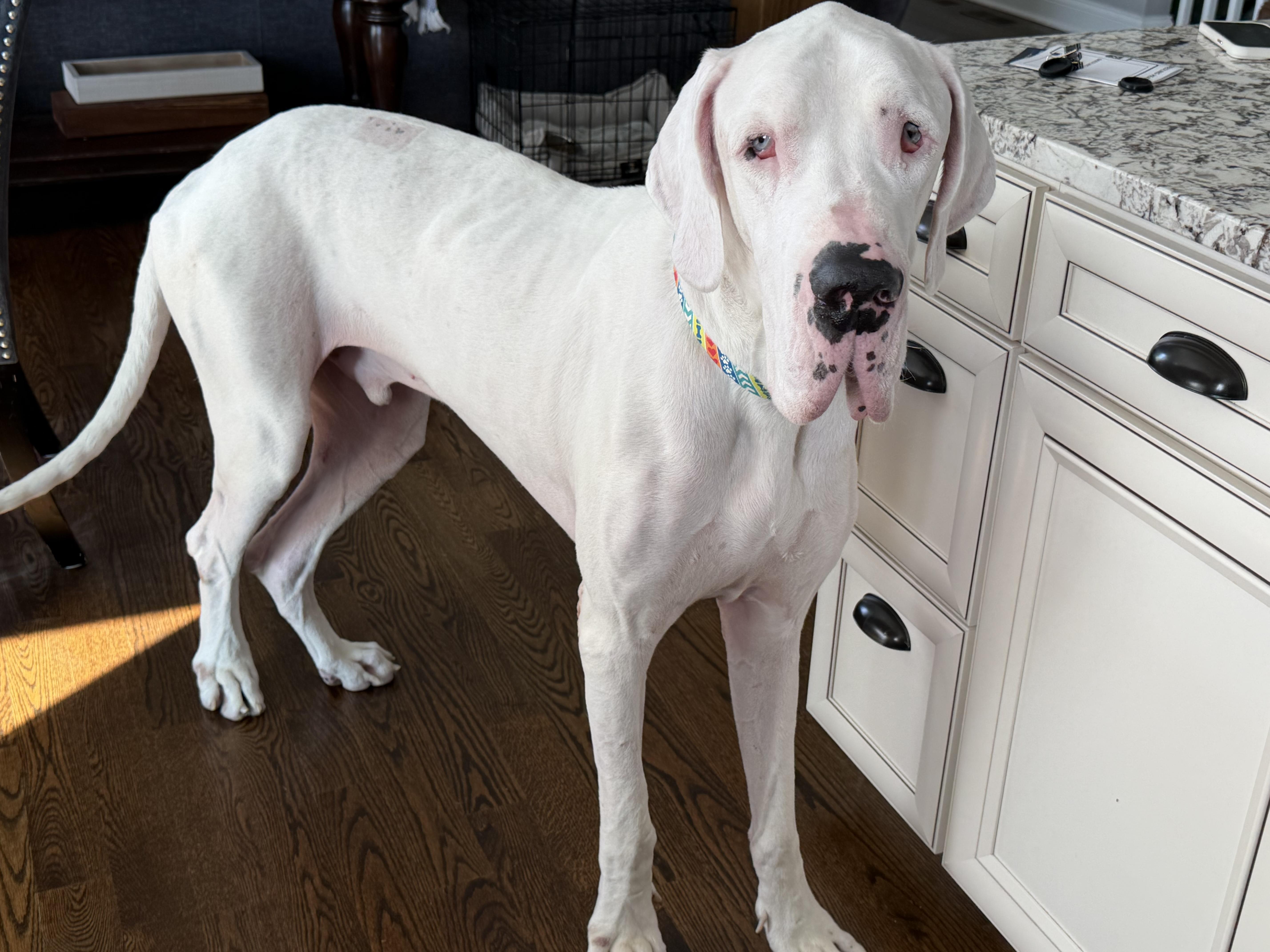 Enlarge Echo, an adopted Great Dane in Oswego, IL image 4/4