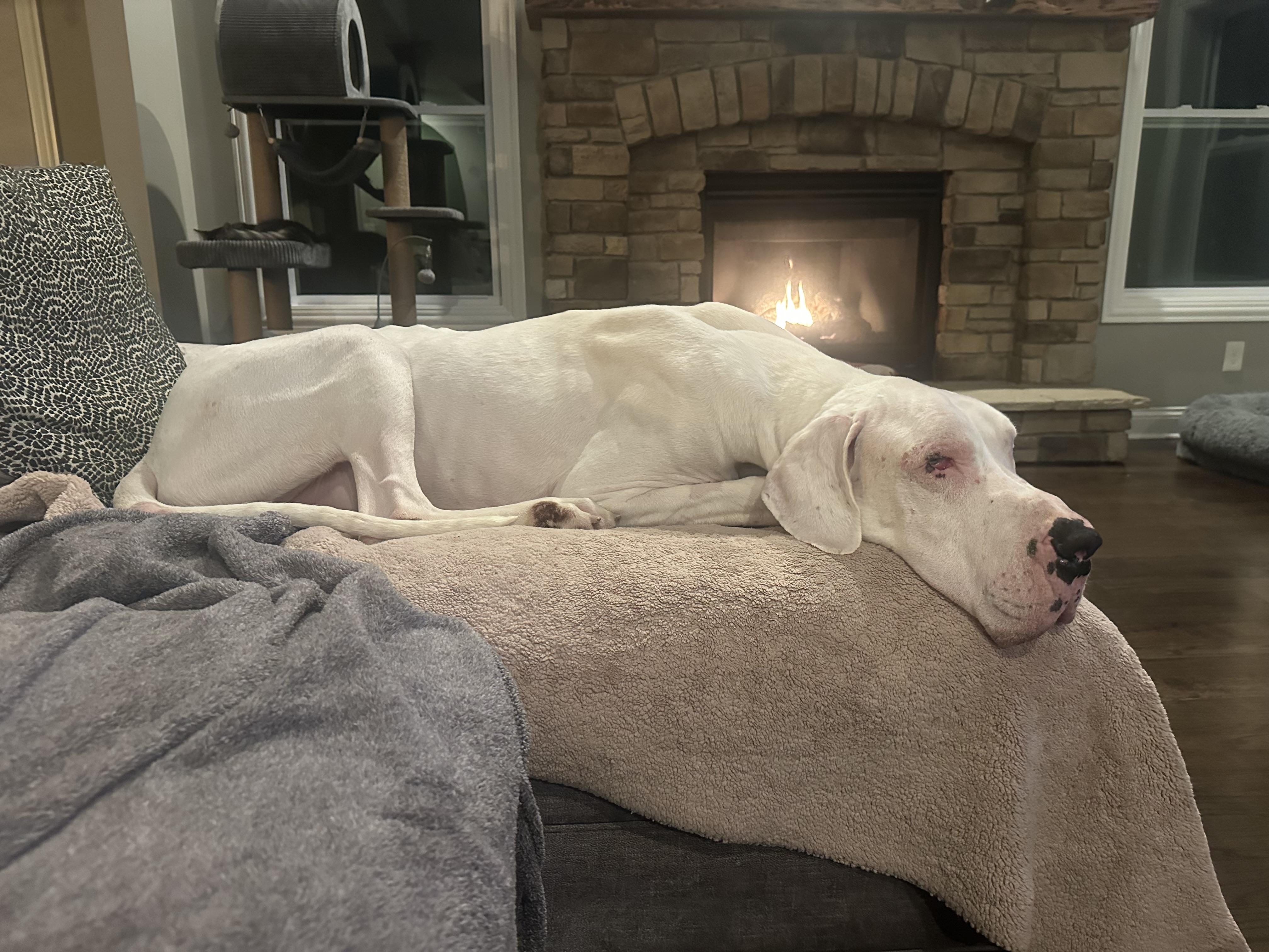 Enlarge Echo, an adopted Great Dane in Oswego, IL image 3/4