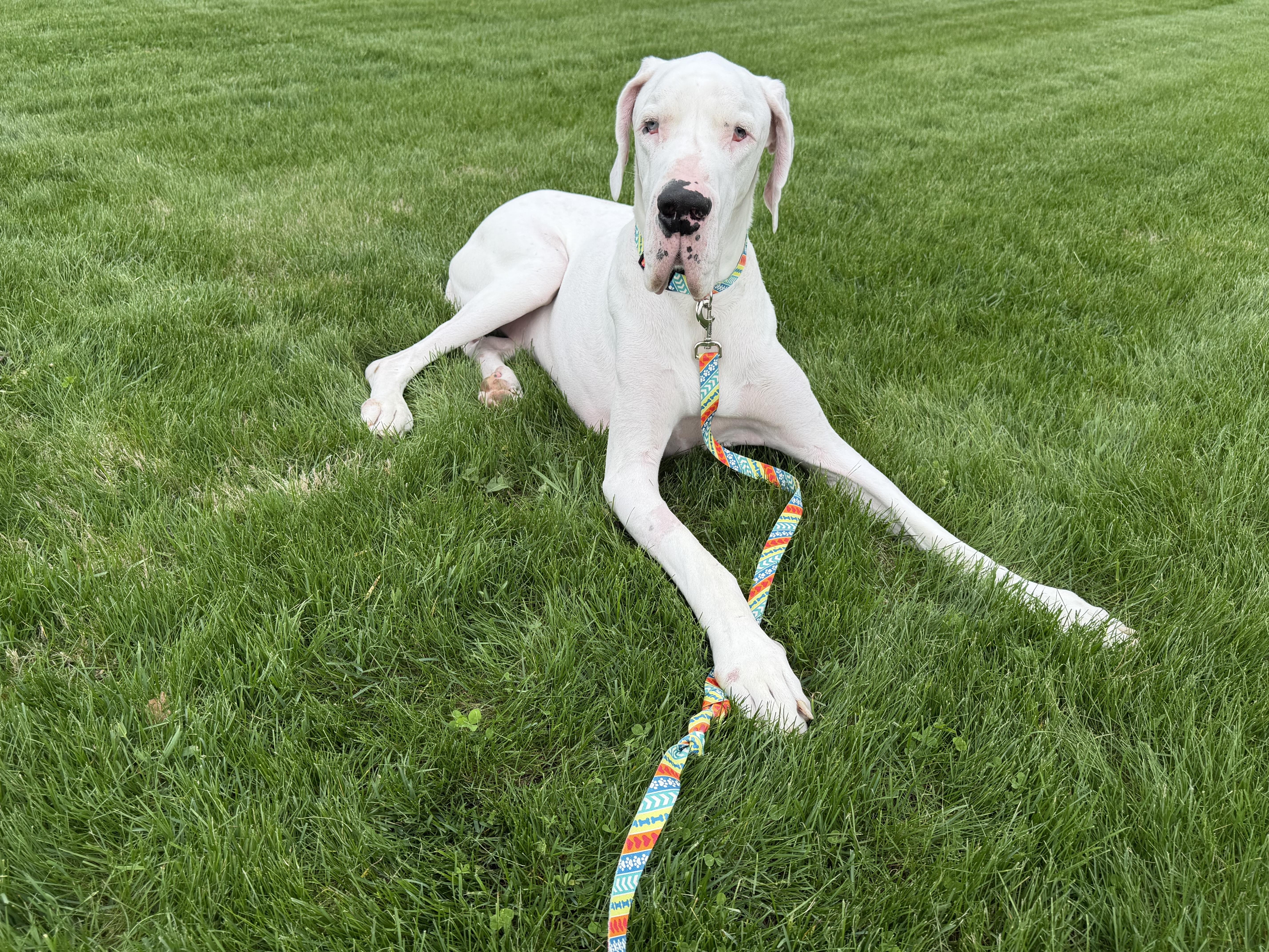 Enlarge Echo, an adopted Great Dane in Oswego, IL image 2/4