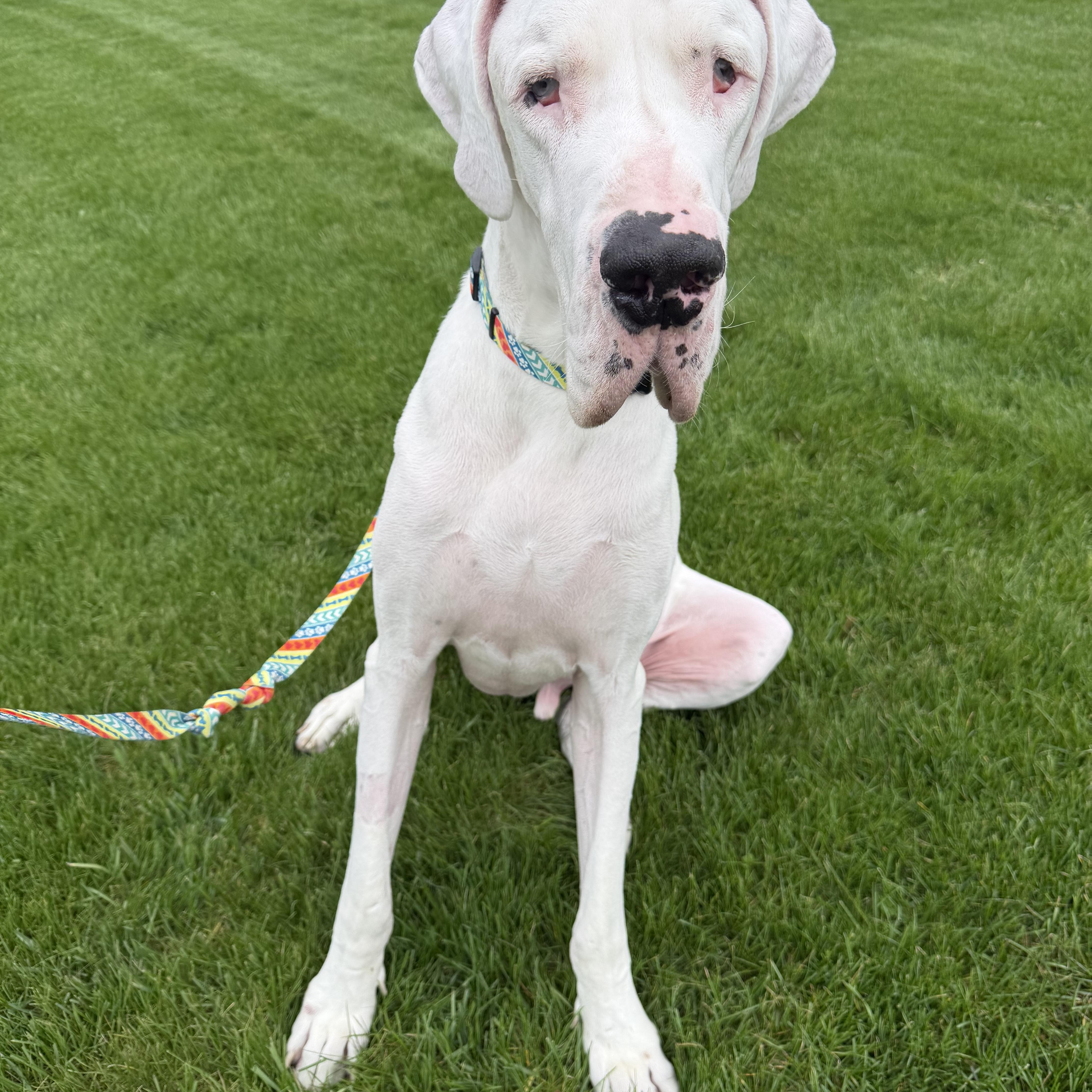 Echo, adopted, Adult Male Great Dane.
