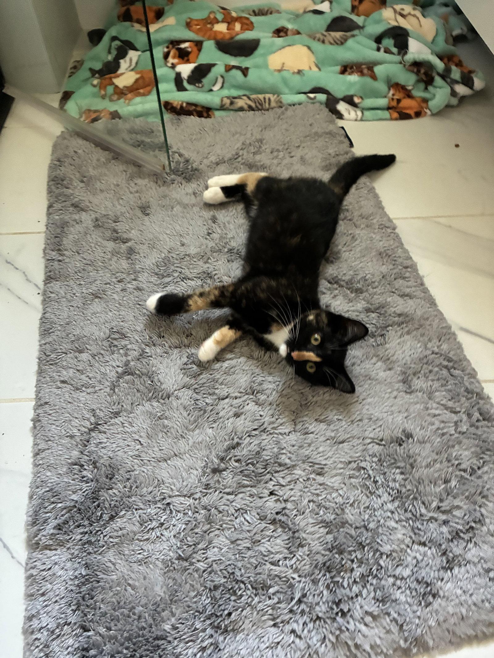 Danica Catrick, Adopted, Kitten Female Domestic Short Hair.