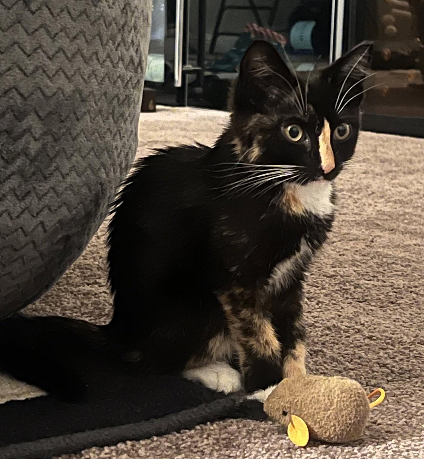 Enlarge Danica Catrick, a Adopted Domestic Short Hair in Frisco, TX image 2/2