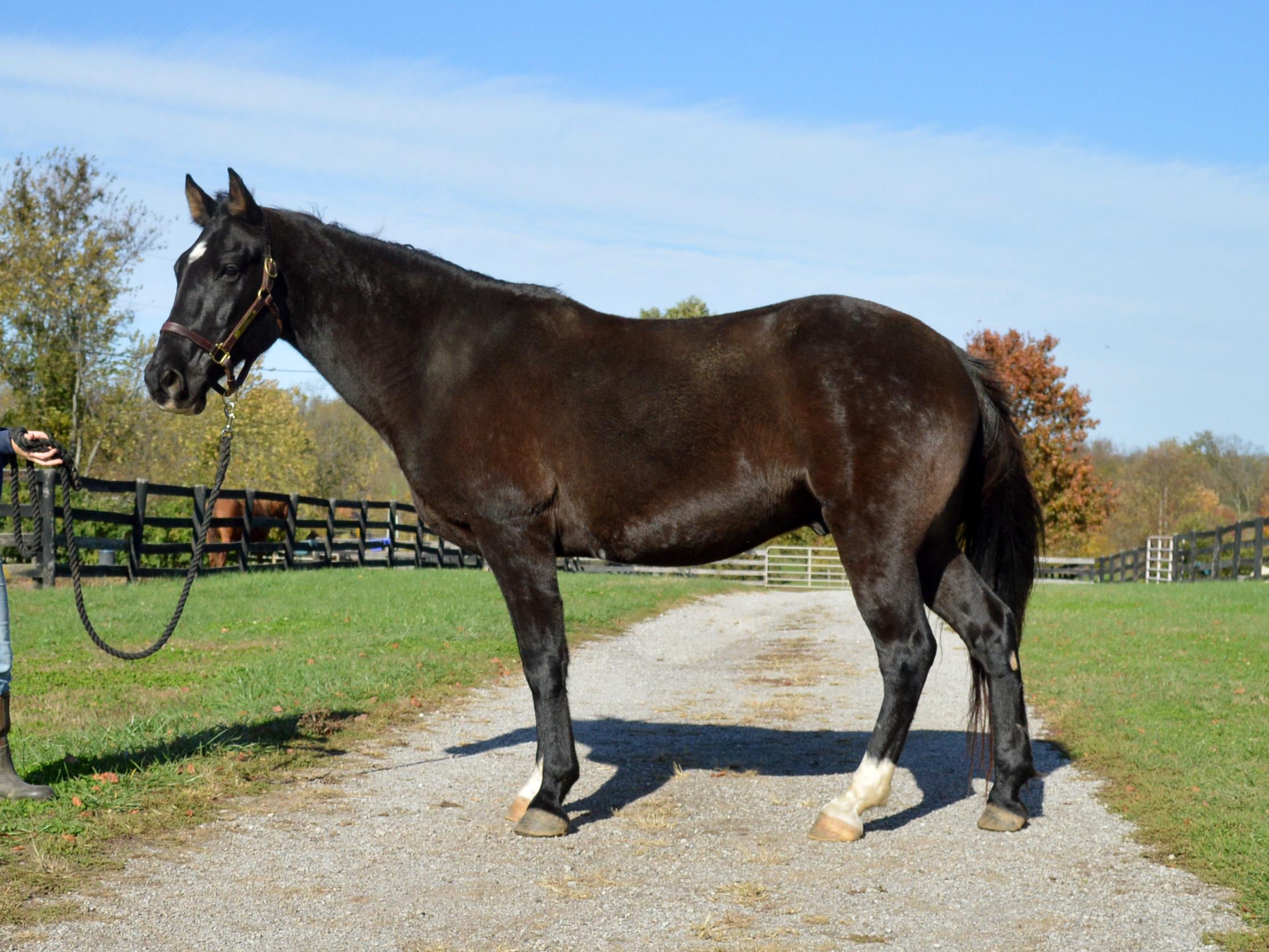 Carl, a Adoptable Tennessee Walker in Nicholasville, KY image 3/3