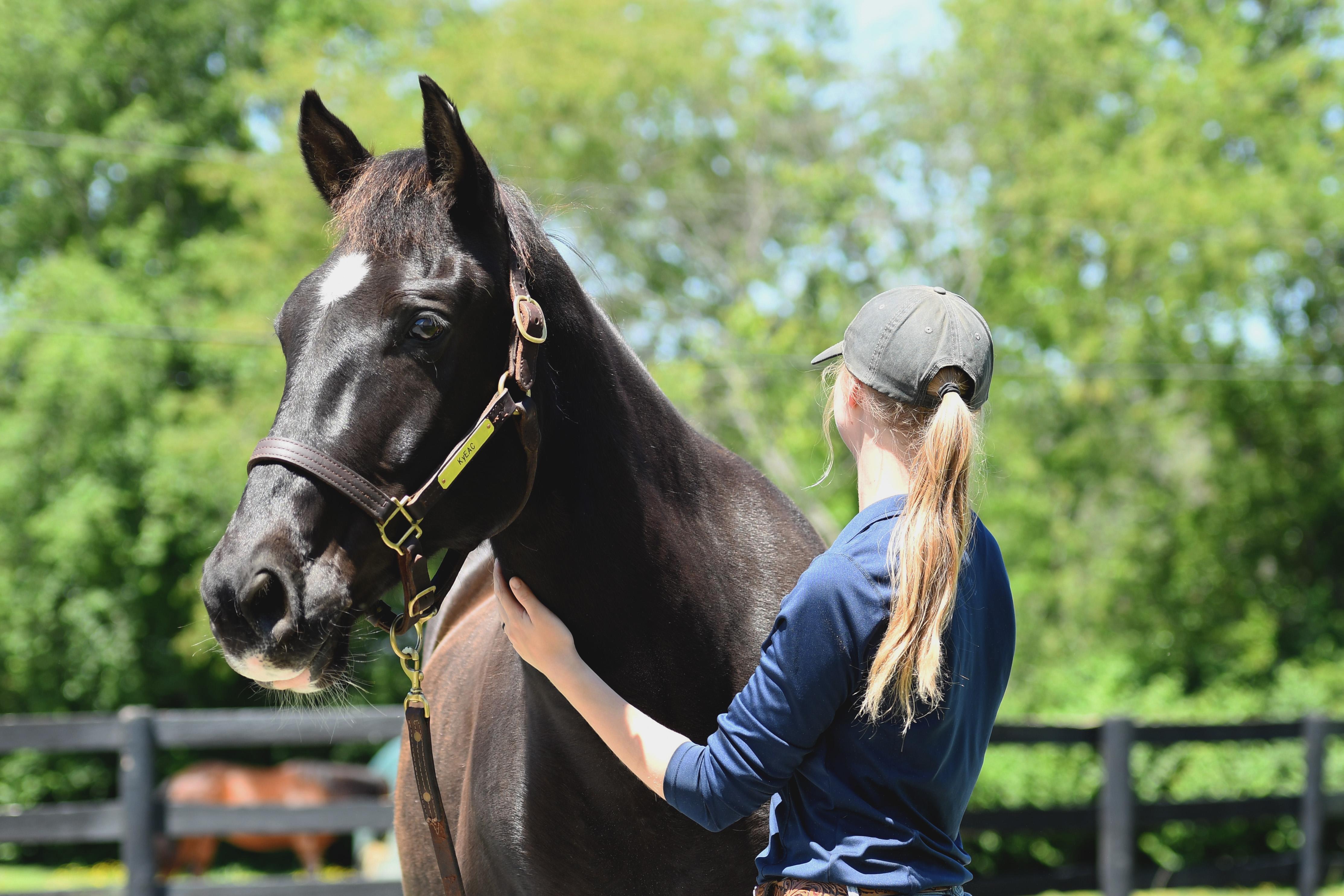 Enlarge Coined Spirit (Carl), a Adoptable Tennessee Walker in Nicholasville, KY image 4/4