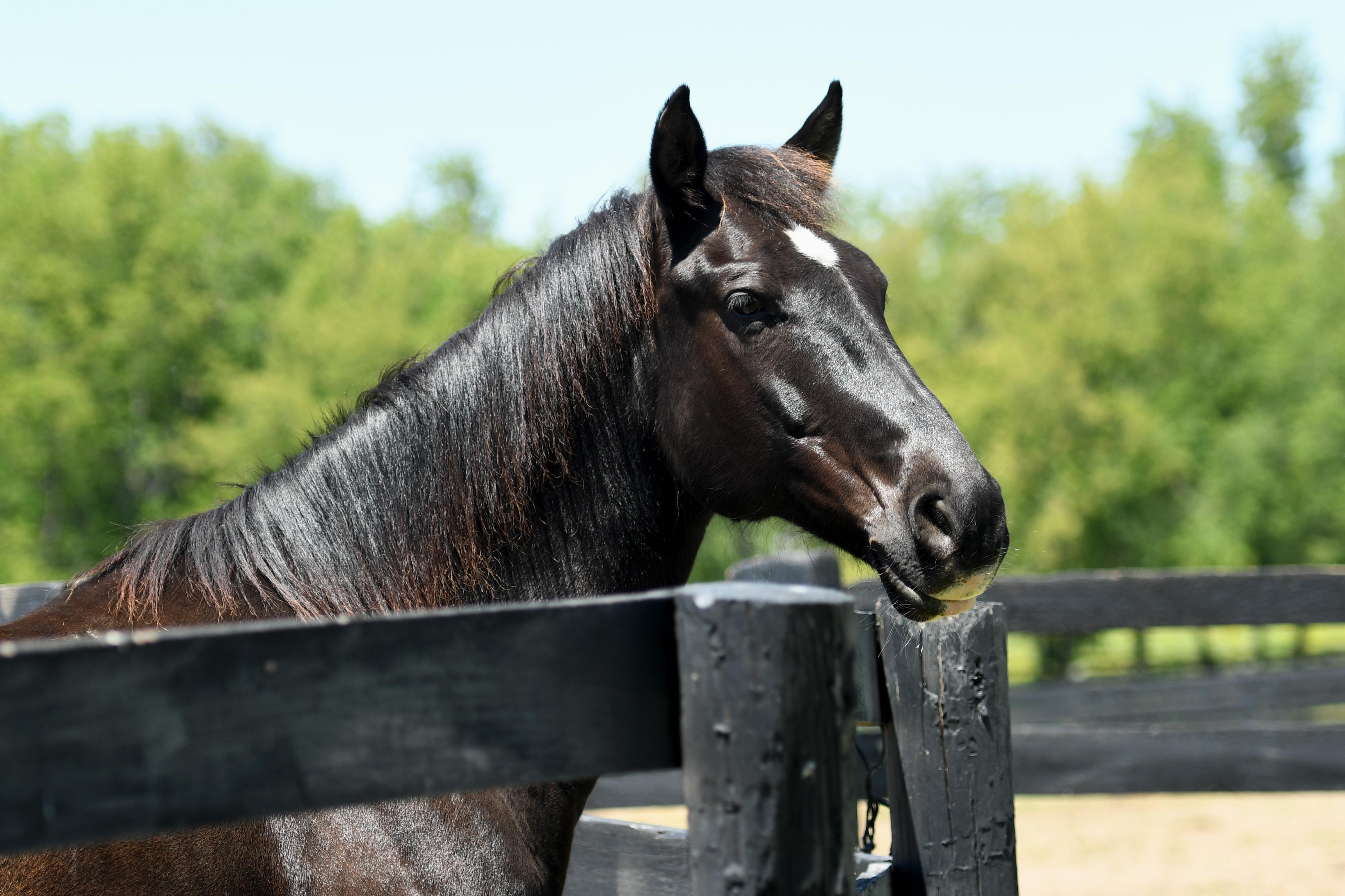 Coined Spirit (Carl), Adoptable, Adult Male Tennessee Walker.