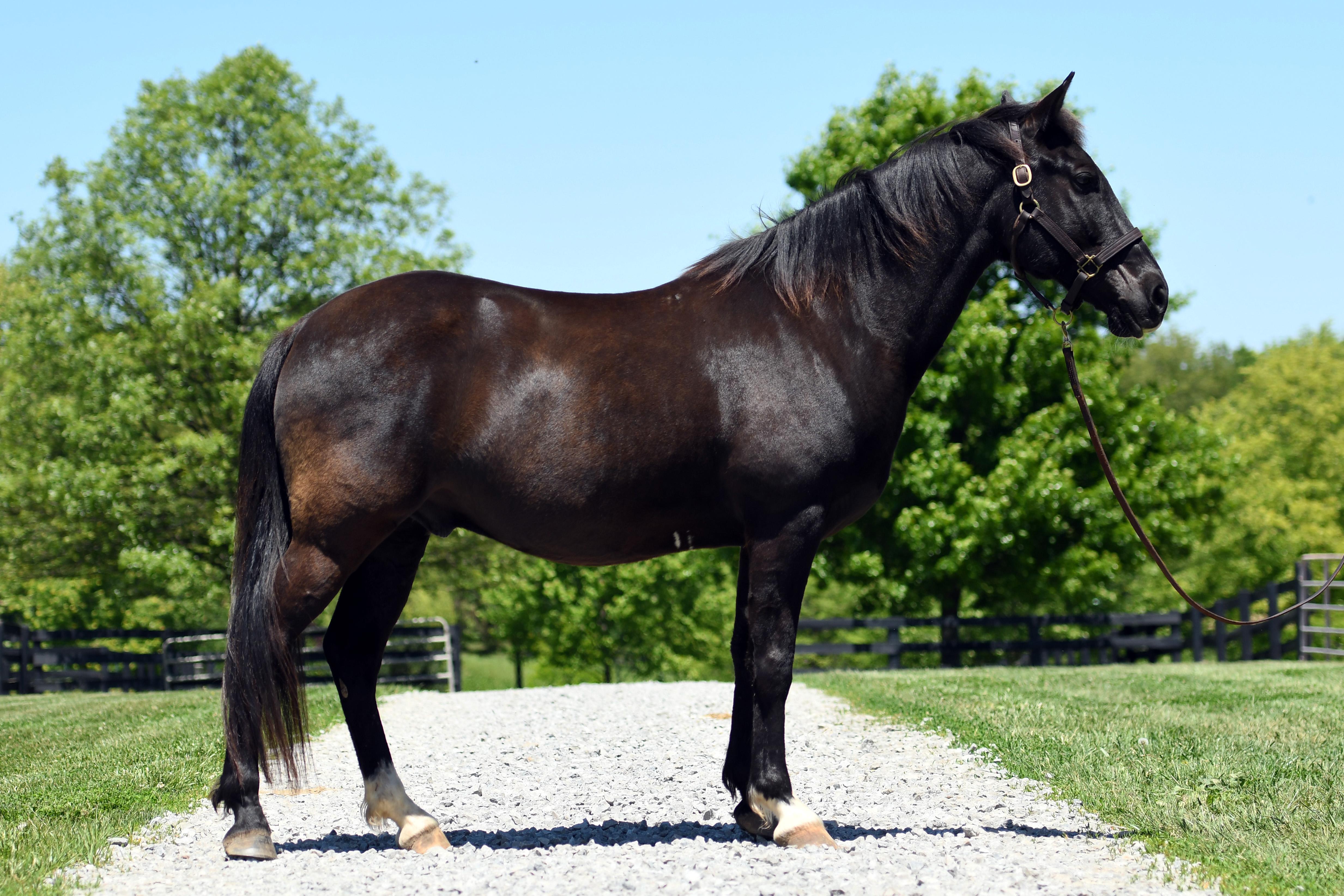 Enlarge Coined Spirit (Carl), a Adoptable Tennessee Walker in Nicholasville, KY image 3/4