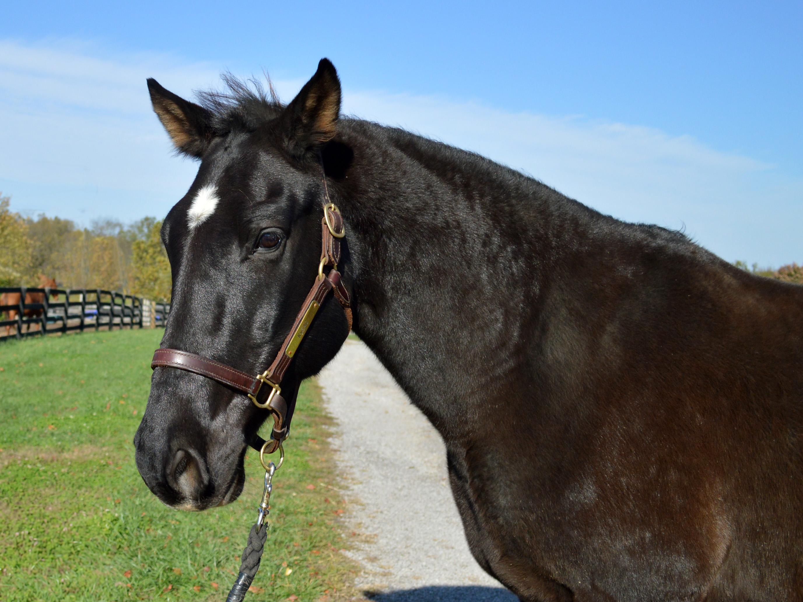 Carl, a Adoptable Tennessee Walker in Nicholasville, KY image 1/3