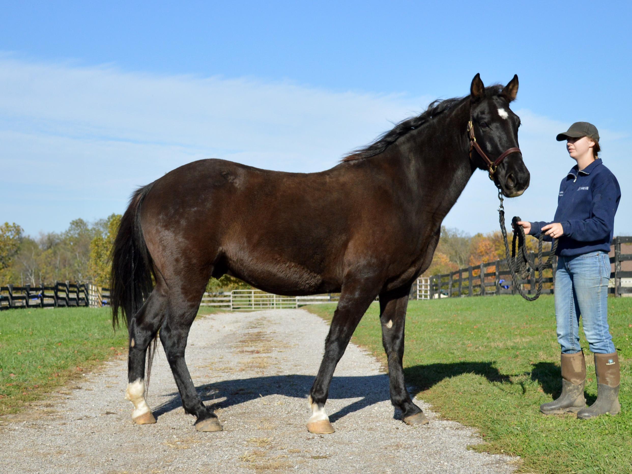 Carl, a Adoptable Tennessee Walker in Nicholasville, KY image 2/3