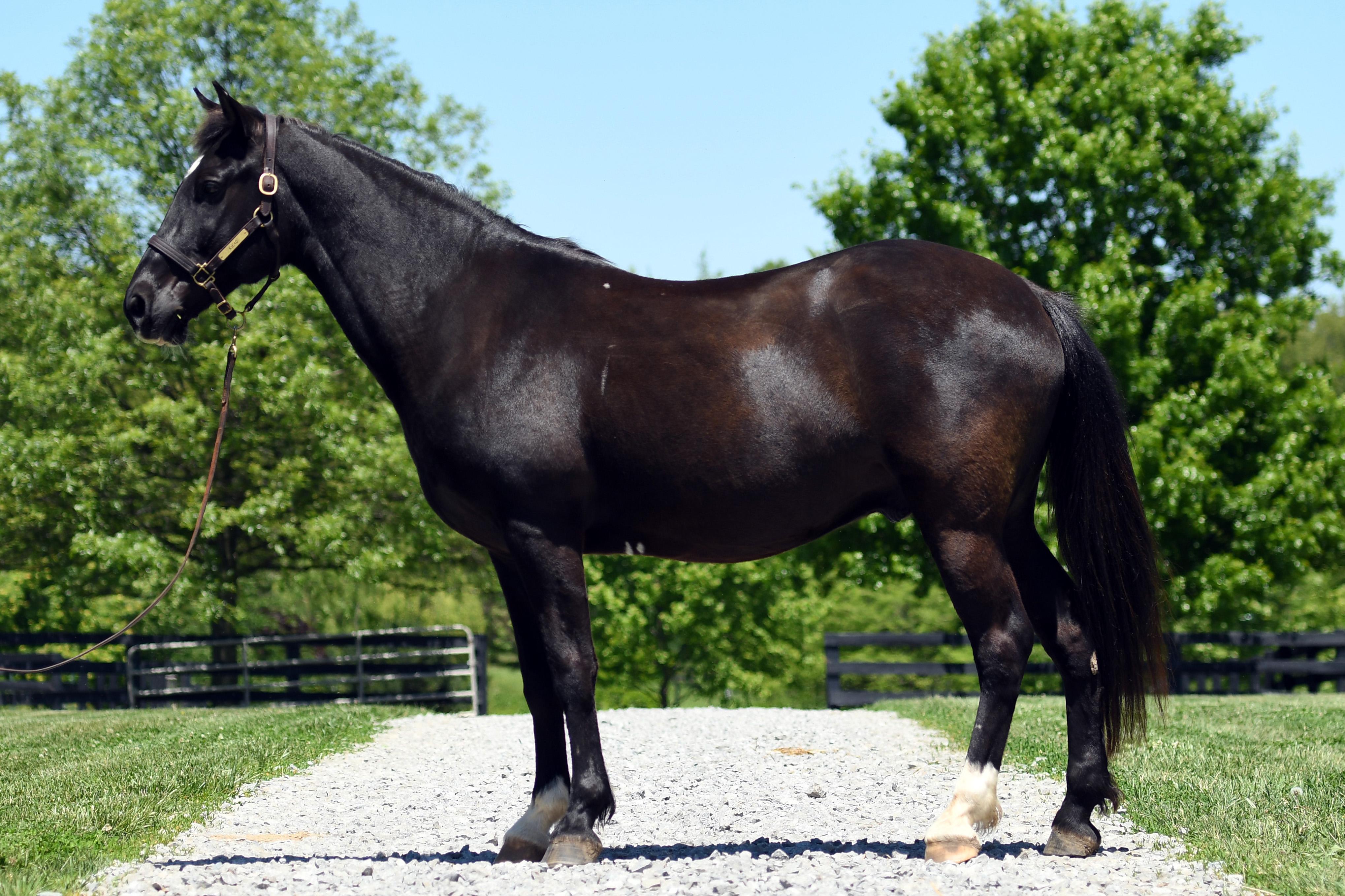 Enlarge Coined Spirit (Carl), a Adoptable Tennessee Walker in Nicholasville, KY image 2/4