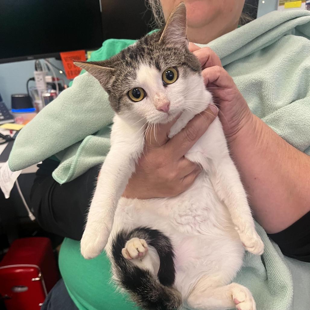 Nirvana, Adoptable, Kitten Female Domestic Long Hair.