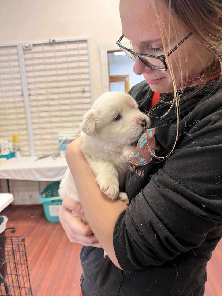 Cupid, Adopted, Puppy Female Great Pyrenees.