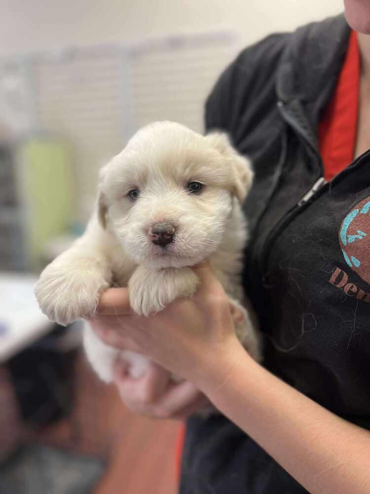 Cupid, a Adopted mixed breed in Cortez, CO image 2/2