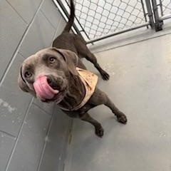 SHADOW, a Adopted Weimaraner in Columbus, MS image 1/5