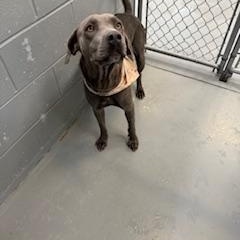 SHADOW, a Adopted Weimaraner in Columbus, MS image 3/5