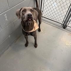 SHADOW, a Adopted Weimaraner in Columbus, MS image 4/5