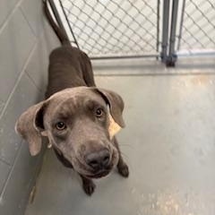 SHADOW, a Adopted Weimaraner in Columbus, MS image 5/5