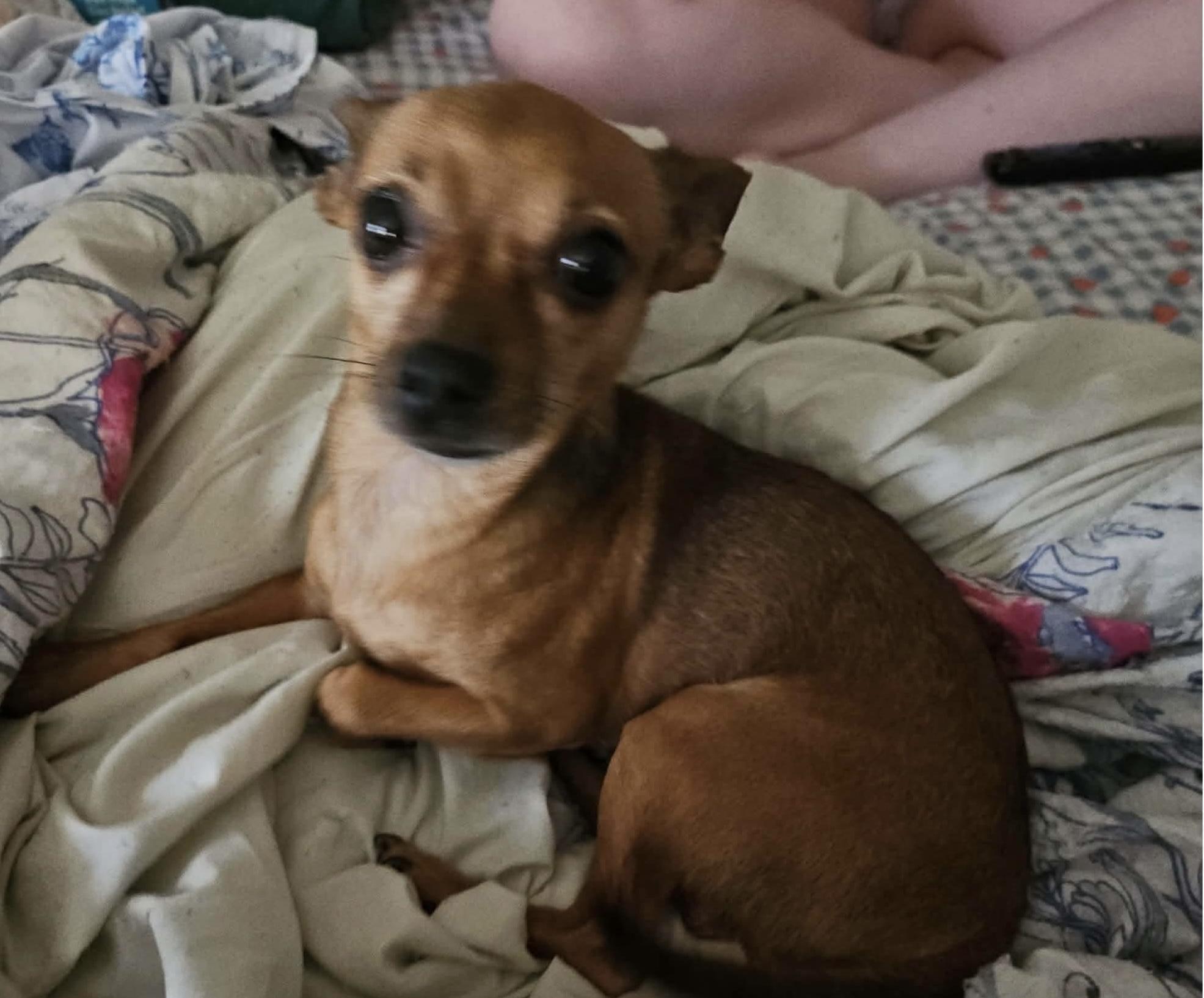 Enlarge Nemo, a Adoptable mixed breed in Westwood, NJ image 2/3