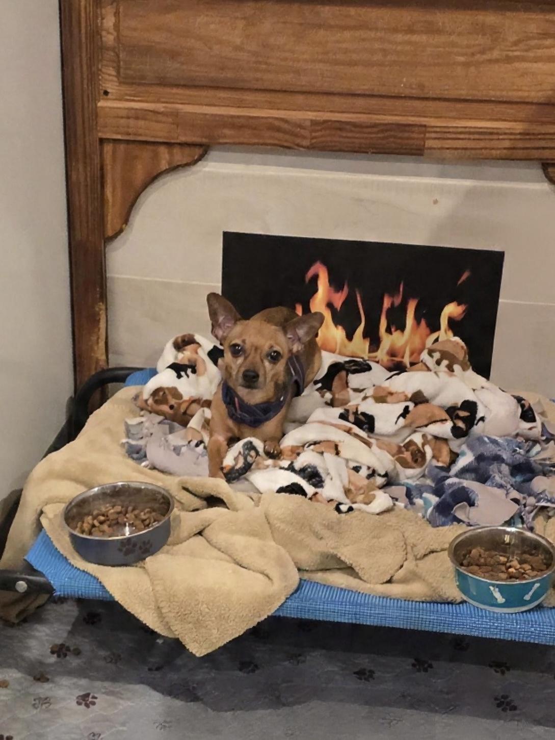 Enlarge Nemo, a Adoptable mixed breed in Westwood, NJ image 3/3