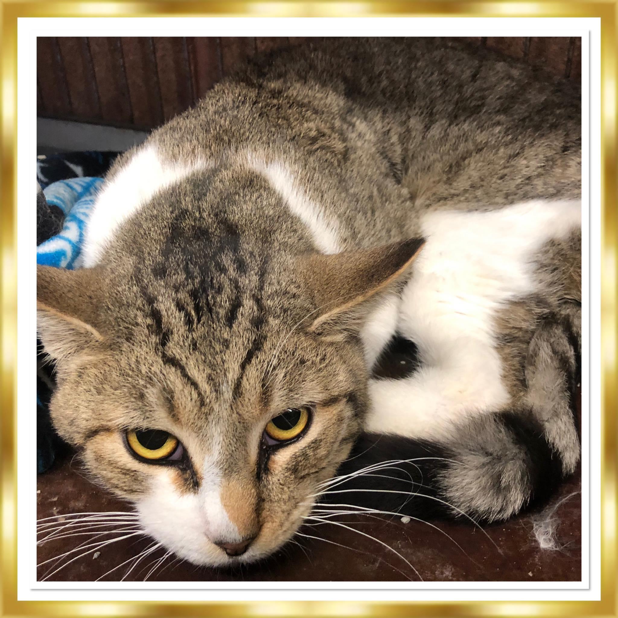 Enlarge TOMMY LEE, a ADOPTABLE Domestic Short Hair in Buckhannon, WV image 1/1