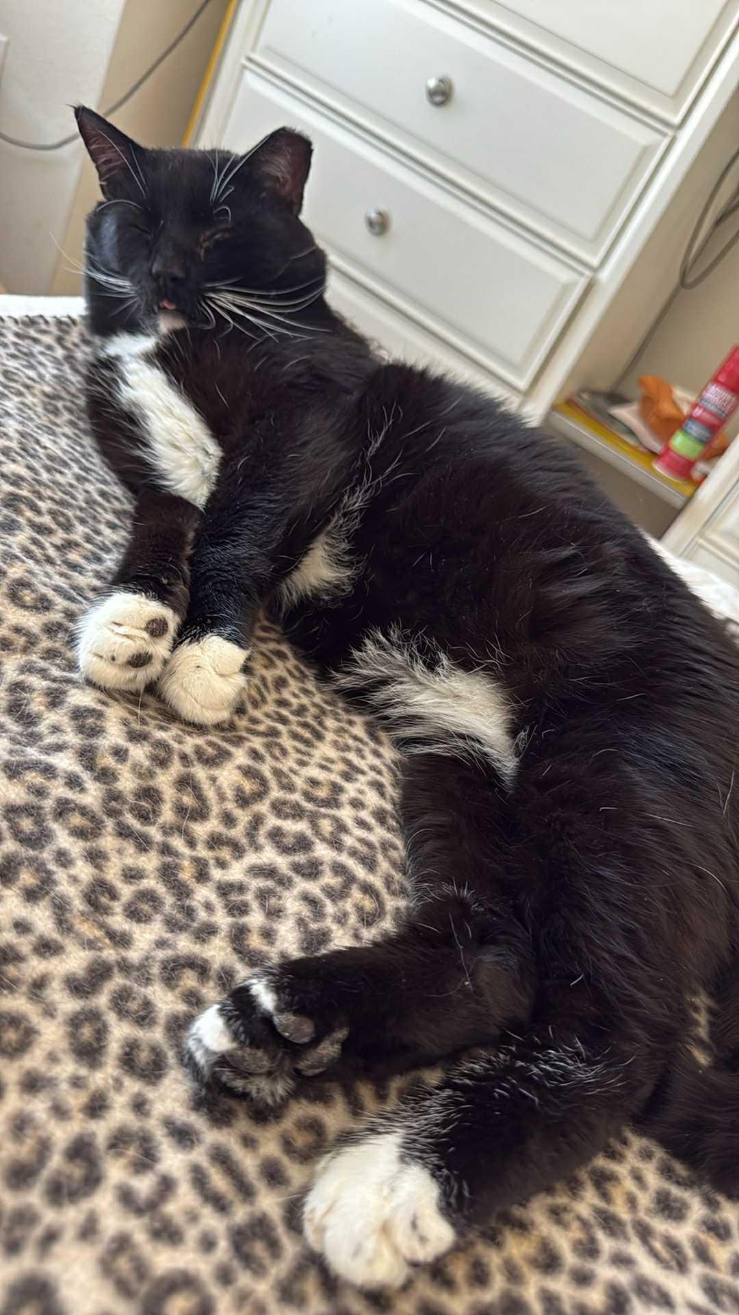 Max, Adoptable, Adult Male Domestic Short Hair.