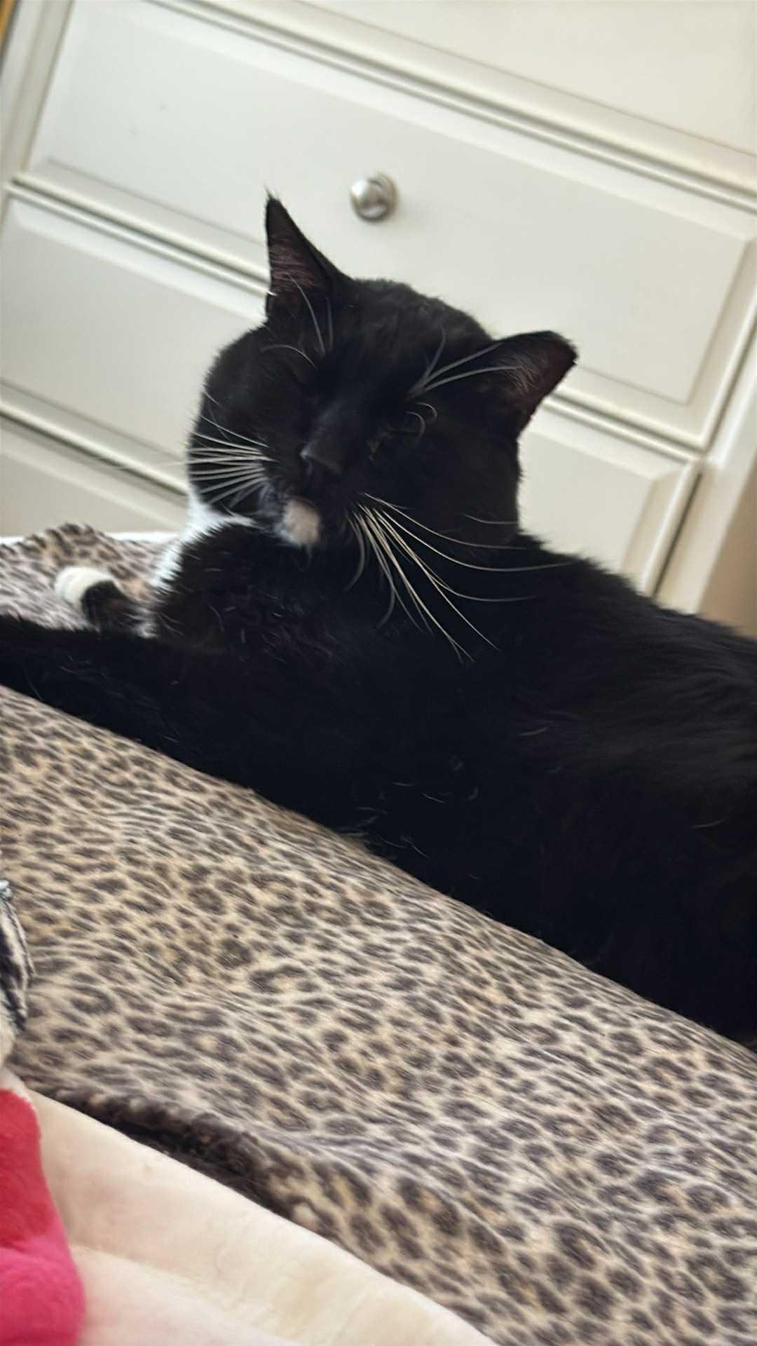 Max, a Adoptable Domestic Short Hair in Charlotte, NC image 2/4