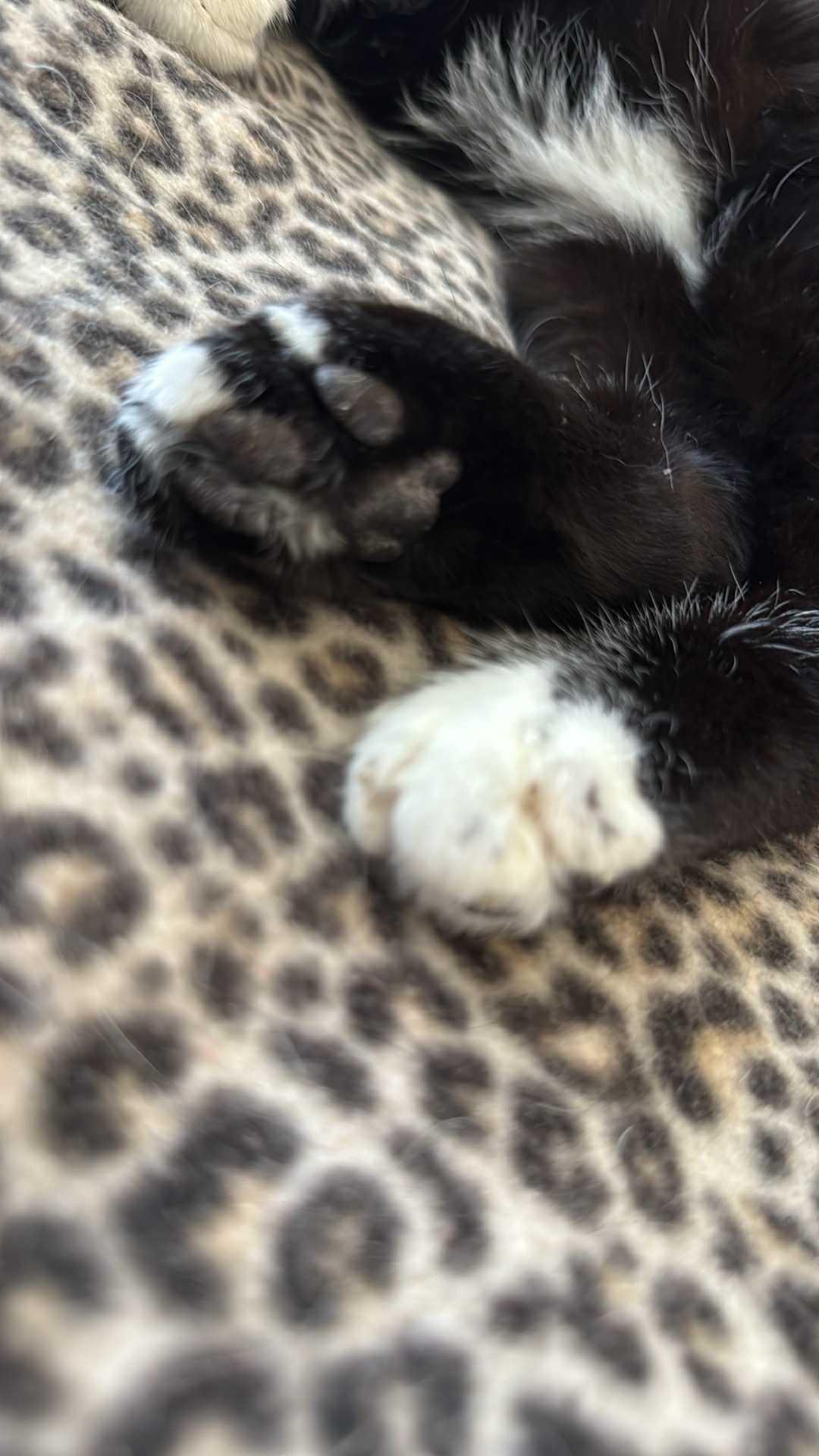 Max, a Adoptable Domestic Short Hair in Charlotte, NC image 3/4