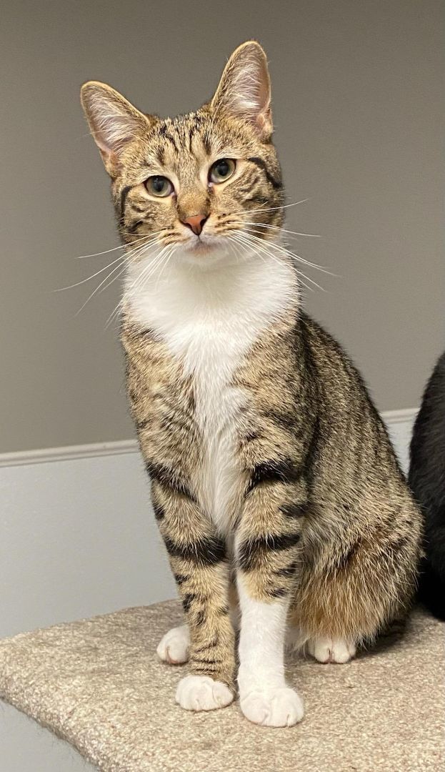 Charles, Young Male Domestic Short Hair