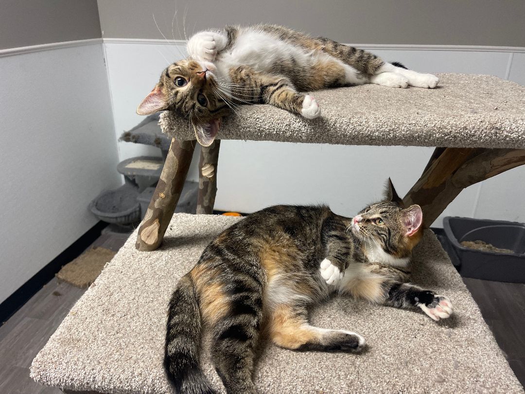 Charles, a Adoptable Domestic Short Hair in Chillicothe, OH image 2/6